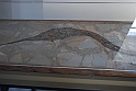 I Fossili di Bolca_39